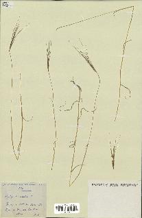 spécimen de Aegilops triuncialis