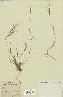 spécimen de Aegilops triuncialis