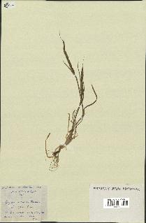 spécimen de Aegilops ventricosa