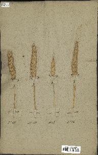 spécimen de Triticum sativum