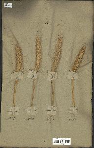 spécimen de Triticum sativum