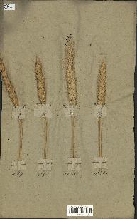 spécimen de Triticum sativum