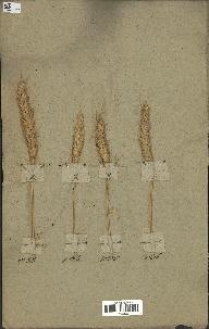 spécimen de Triticum sativum