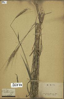 spécimen de Triticum monococcum