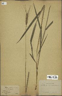 spécimen de Triticum monococcum