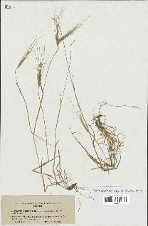 spécimen de Aegilops triuncialis