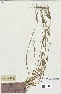 spécimen de Aegilops triuncialis