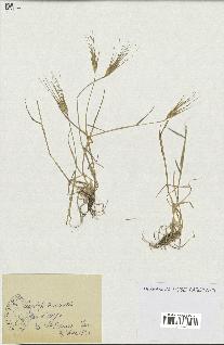 spécimen de Aegilops triuncialis