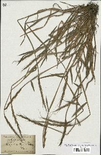 spécimen de Aegilops ventricosa