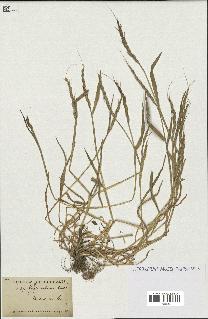 spécimen de Aegilops ventricosa