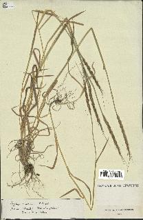 spécimen de Aegilops ventricosa