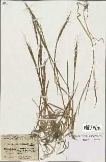 spécimen de Aegilops ventricosa