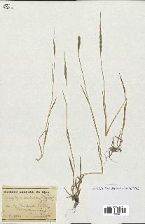spécimen de Aegilops ventricosa