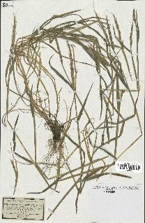 spécimen de Aegilops ventricosa