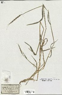 spécimen de Aegilops ventricosa