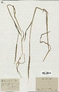 spécimen de Aegilops ventricosa