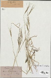 spécimen de Aegilops triuncialis