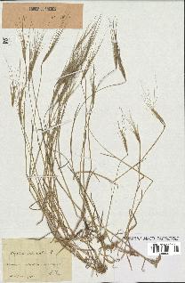 spécimen de Aegilops triuncialis