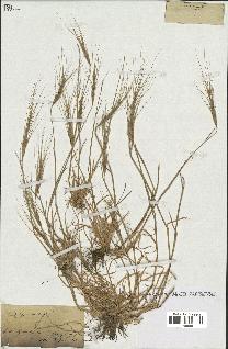 spécimen de Aegilops triuncialis