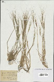 spécimen de Aegilops triuncialis
