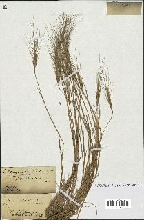 spécimen de Aegilops triuncialis