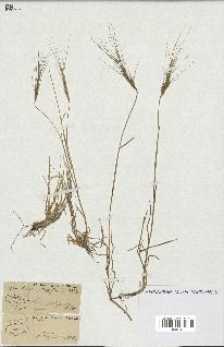 spécimen de Aegilops triuncialis