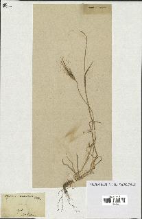 spécimen de Aegilops triuncialis
