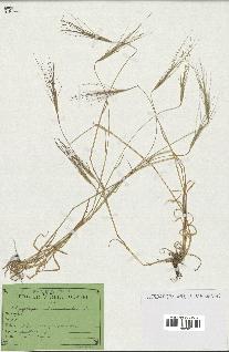 spécimen de Aegilops triuncialis