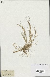 spécimen de Aegilops triuncialis