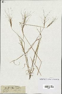 spécimen de Aegilops triuncialis