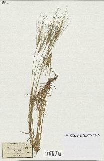 spécimen de Aegilops triuncialis