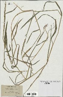 spécimen de Aegilops ventricosa