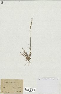 spécimen de Aegilops ventricosa