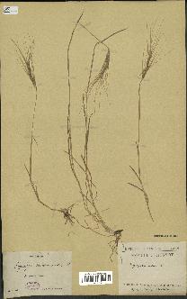 spécimen de Aegilops triuncialis