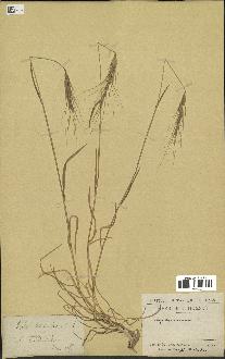 spécimen de Aegilops triuncialis