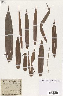 spécimen de indet.