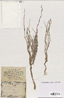 spécimen de Areca catechu