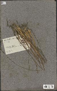 spécimen de Eragrostis sp.