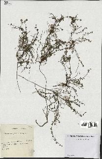 spécimen de Thymus serpyllum