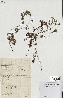 spécimen de Thymus serpyllum