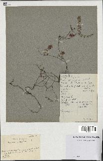 spécimen de Thymus serpyllum