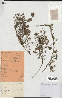 spécimen de Thymus serpyllum