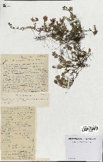 spécimen de Thymus serpyllum
