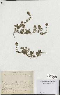 spécimen de Thymus serpyllum