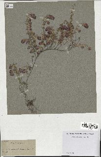 spécimen de Thymus serpyllum