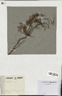 spécimen de Thymus serpyllum