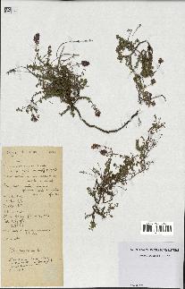 spécimen de Thymus serpyllum