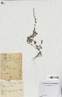 spécimen de Thymus serpyllum