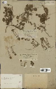 spécimen de Thymus serpyllum