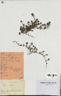spécimen de Thymus serpyllum